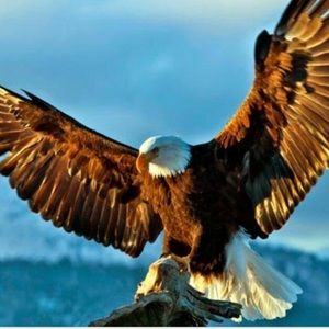 Meet your Posher, Brown